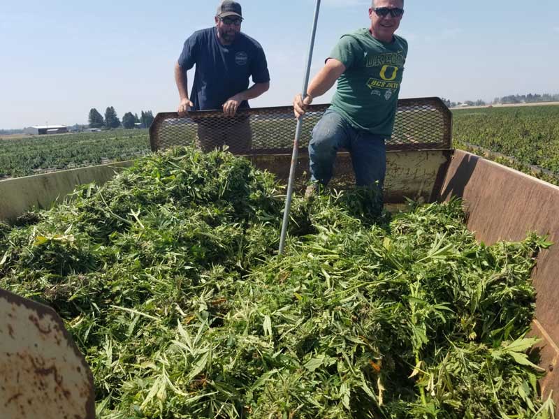 CBD Hemp Harvested Csi Equipment Salem, OR