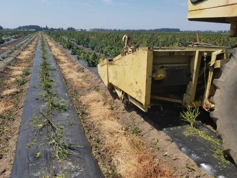 CBD Hemp Harvesting Csi Equipment Salem, OR