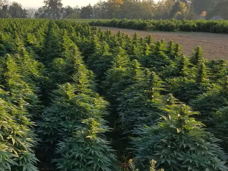 CBD Hemp Ready For Harvest Csi Equipment Salem, OR